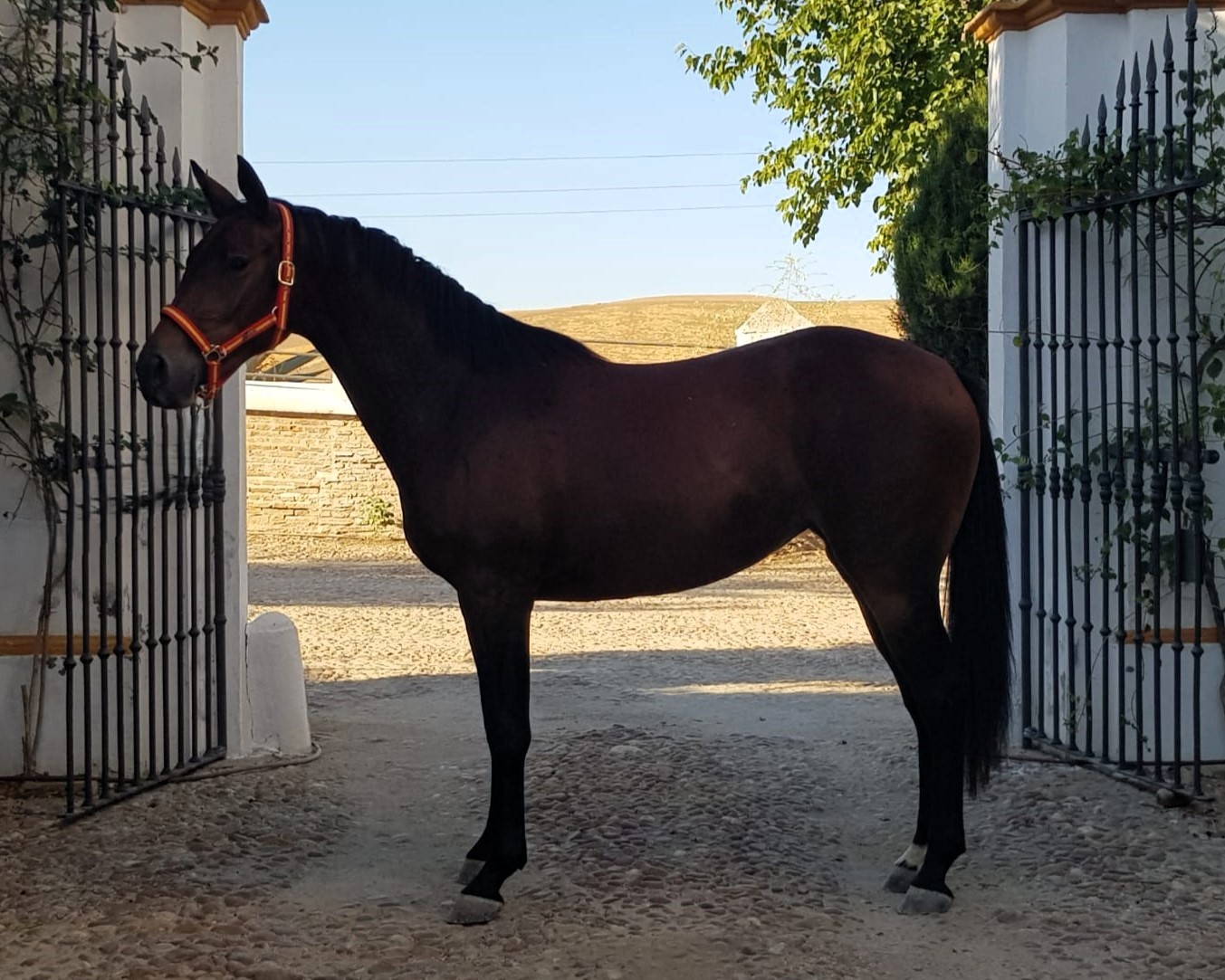horse